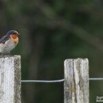 Hirondelle messagère, Tawharanui