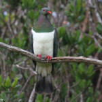 Carpophage de Nouvelle-Zélande, Tawharanui