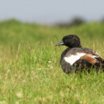 Tadorne de paradis, Tawharanui