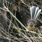 Rhipidure à collier, Tawharanui