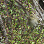 Méliphage carillonneur, plage de Tawharanui