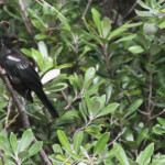 Tui, Tawharanui