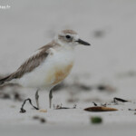 Pluvier roux, plage de Tawharanui