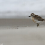 Poussin de Pluvier roux, plage de Tawharanui