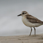 Pluvier roux, plage de Tawharanui