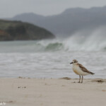 Pluvier roux, plage de Tawharanui