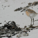 Poussin de Pluvier roux, plage de Tawharanui