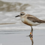 Pluvier roux, plage de Tawharanui
