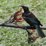 Tui, Tawharanui