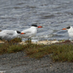 Sternes caspiennes, Tawharanui