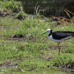Echasse d'Australie, Tawharanui