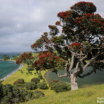 Panorama sur le parc de Tawharanui