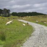 Pâturages dans le parc Tawharanui