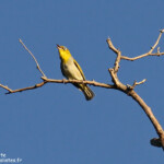Zosterops à dos gris, Silvereye