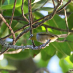 Zosterops à dos gris, Silvereye