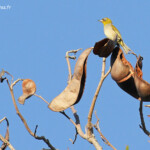 Zosterops à dos gris, Silvereye