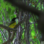 Siffleur mélanésien près de Port Olry