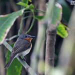 Monarque mélanésien, femelle (ssp. marinae)