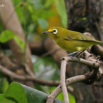 Zostérops à front jaune, Tanna
