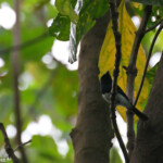 Monarque mélanésien, mâle (ssp. marinae)