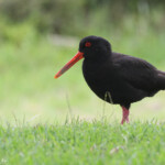 Huîtrier variable, Tawharanui