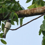 Langrayen à ventre blanc, Sud de Santo