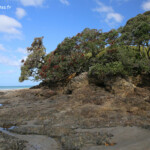 Waipu Beach