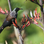Méliphage Tui