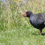 Takahé, Tiritiri Matangi Island