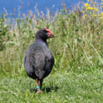 Takahé, Tiritiri Matangi Island