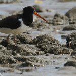 Huîtrier de Finsch, Péninsule du Coromandel