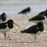 Huîtrier de Finsch, Péninsule du Coromandel
