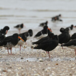 Huîtriers variables et de Finsch, Péninsule du Coromandel