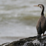 Cormoran moucheté, Péninsule du Coromandel