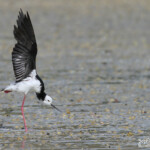 Echasse d'Australie, Miranda shoerbird