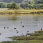 Groupe d'Echasse d'Australie, Miranda shoerbird