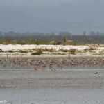 Groupe de limicoles, principalement barges rousses, Miranda shoerbird