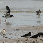 Huîtrier de Finsch leucique