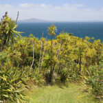 Vue sur le volcan Rangitoto depuis Tiritiri