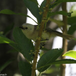 Mohoua à tête blanche, Tiritiri Island