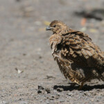 Caille tasmane, Tiritiri Island