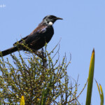Méliphage tui, Tiritiri Island