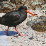 Huîtrier variable sur la plage de Tiritiri Island