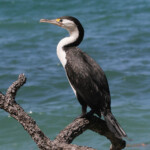 Cormoran varié, Tiritiri Island