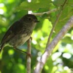 Miro de Garnot, Tiritiri Island