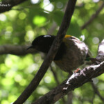 Hihi de Nouvelle-Zélande, Tiritiri Island