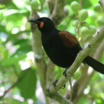 Créadion de Lesson, Tiritiri Island