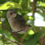 Mohoua à tête blanche, Tiritiri Island