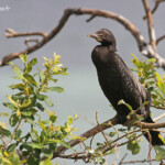 Cormoran pie sur le lac de Rotorua (Motutara Point)