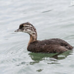 Jeune grèbe de Nouvelle-Zélande sur le lac de Rotorua (Motutara Point)